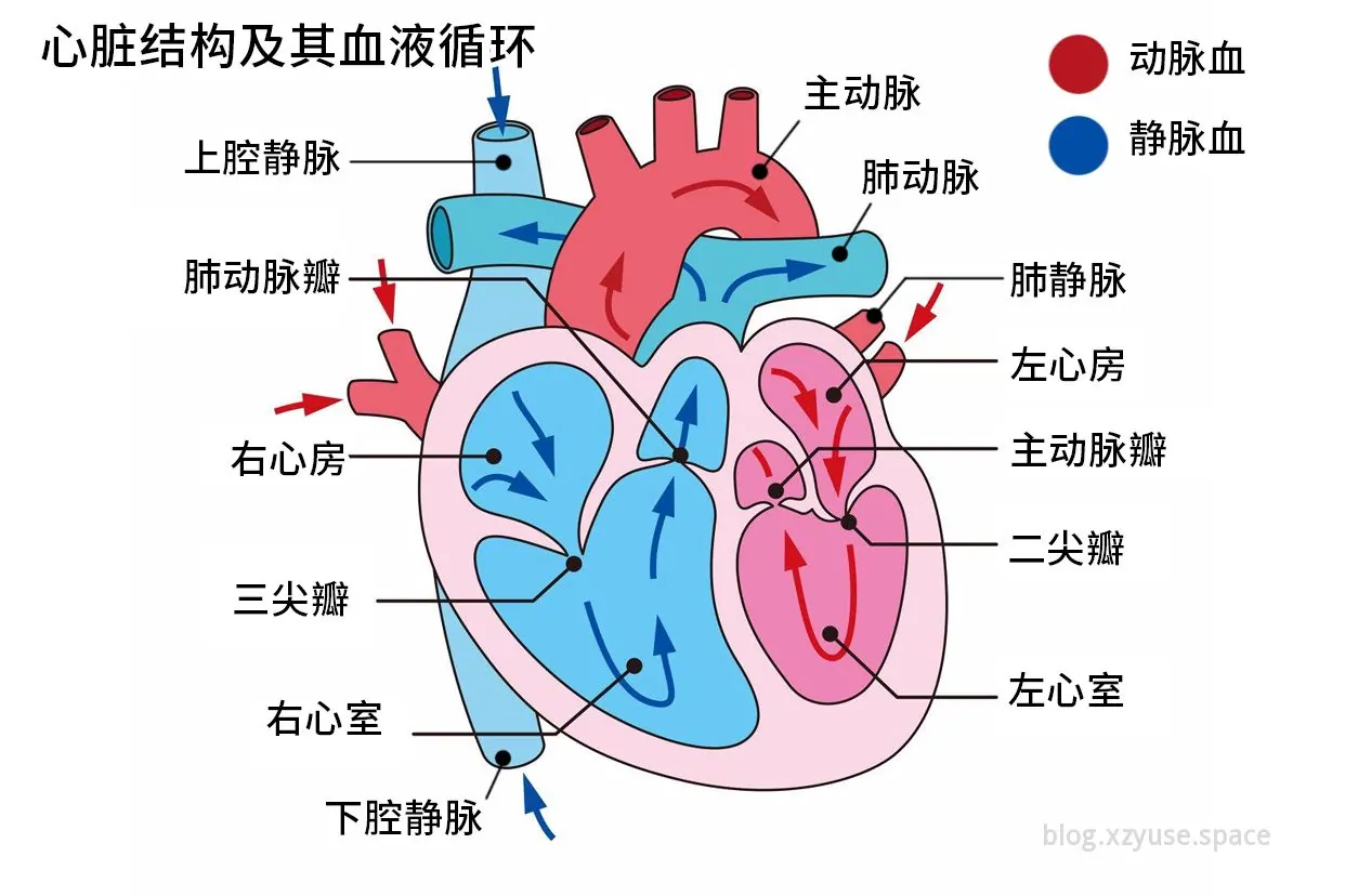 心脏全流程梳理（编写中）